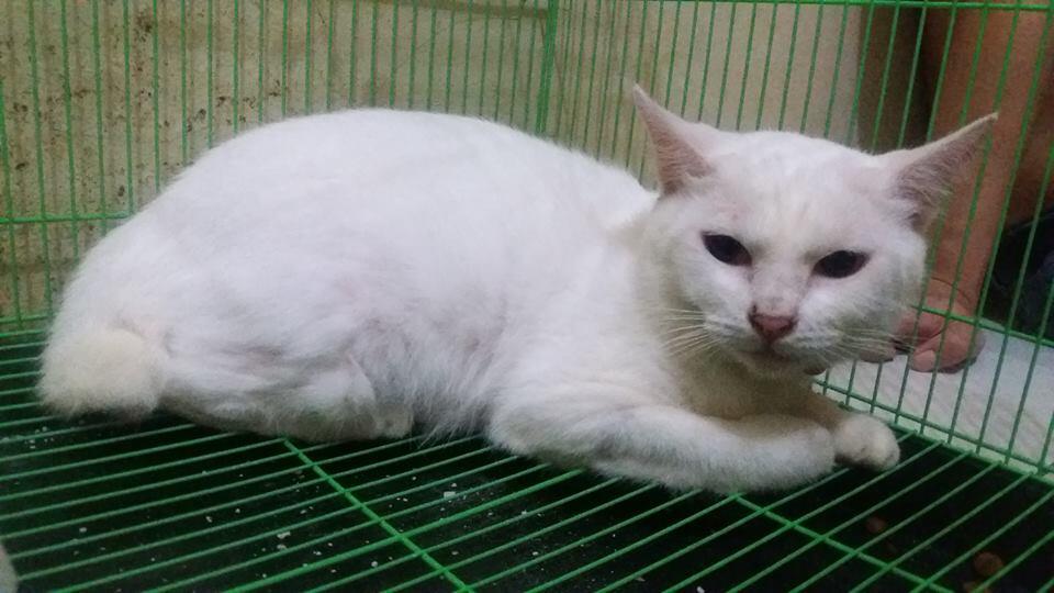 Hibah kucing gratis BSD, Tangerang Selatan dan sekitarnya