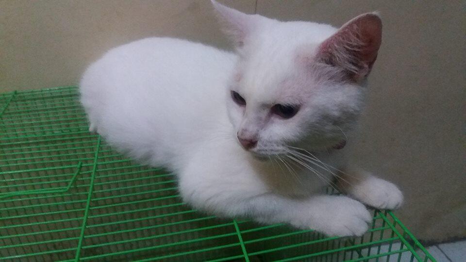 Hibah kucing gratis BSD, Tangerang Selatan dan sekitarnya