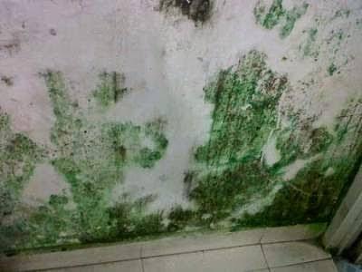 Tips Membersihkan Lumut
