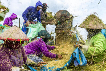 Panen Raya, Harga Gabah Anjlok