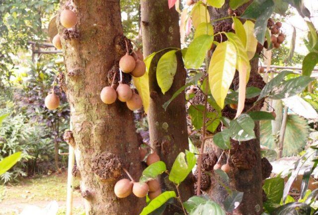 Manfaat Buah Kepel dari Hasil Penelitian Doktor Farmasi Universitas Indonesia
