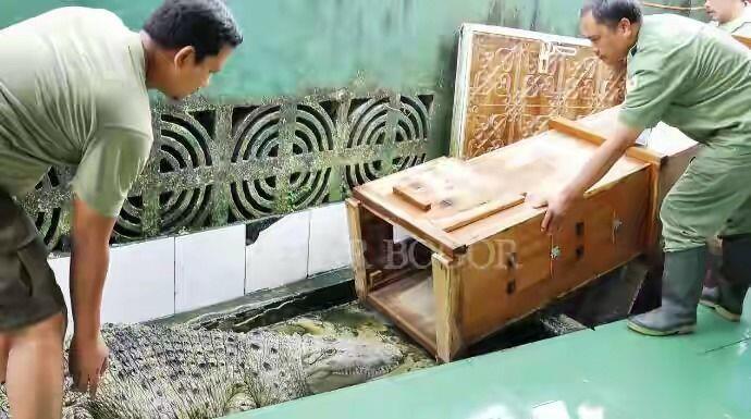 Terharu Gan! Buaya Rawa Kojek Di Evakuasi BKSDA 😔