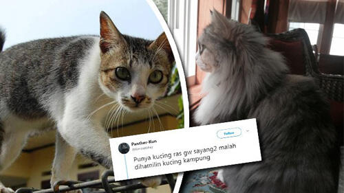 &#91;VIRAL!&#93; SAAT SI CANTIK &quot;DIHAMILI&quot; SANG BADBOY KUCING...,awas 18++