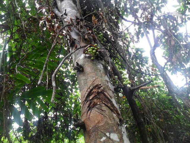 Buah Bolok Di Sudut Kalimantan Timur