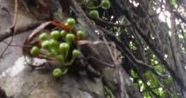 Buah Bolok Di Sudut Kalimantan Timur