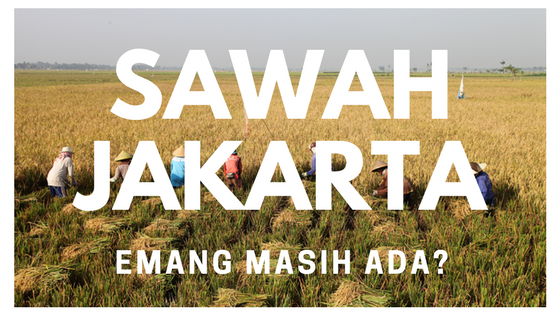 Sawah di Jakarta, emang masih ada? &#91;PASTI GAK PERCAYA&#93;