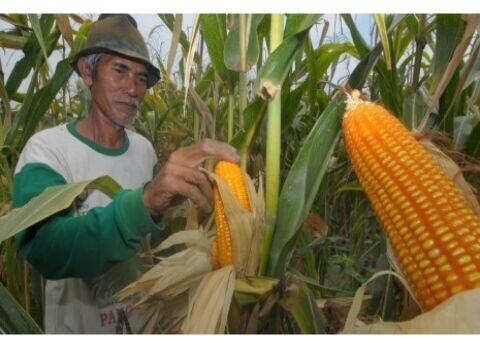 Kemendag Terbitkan Persetujuan Impor Jagung 171.660 Ton
