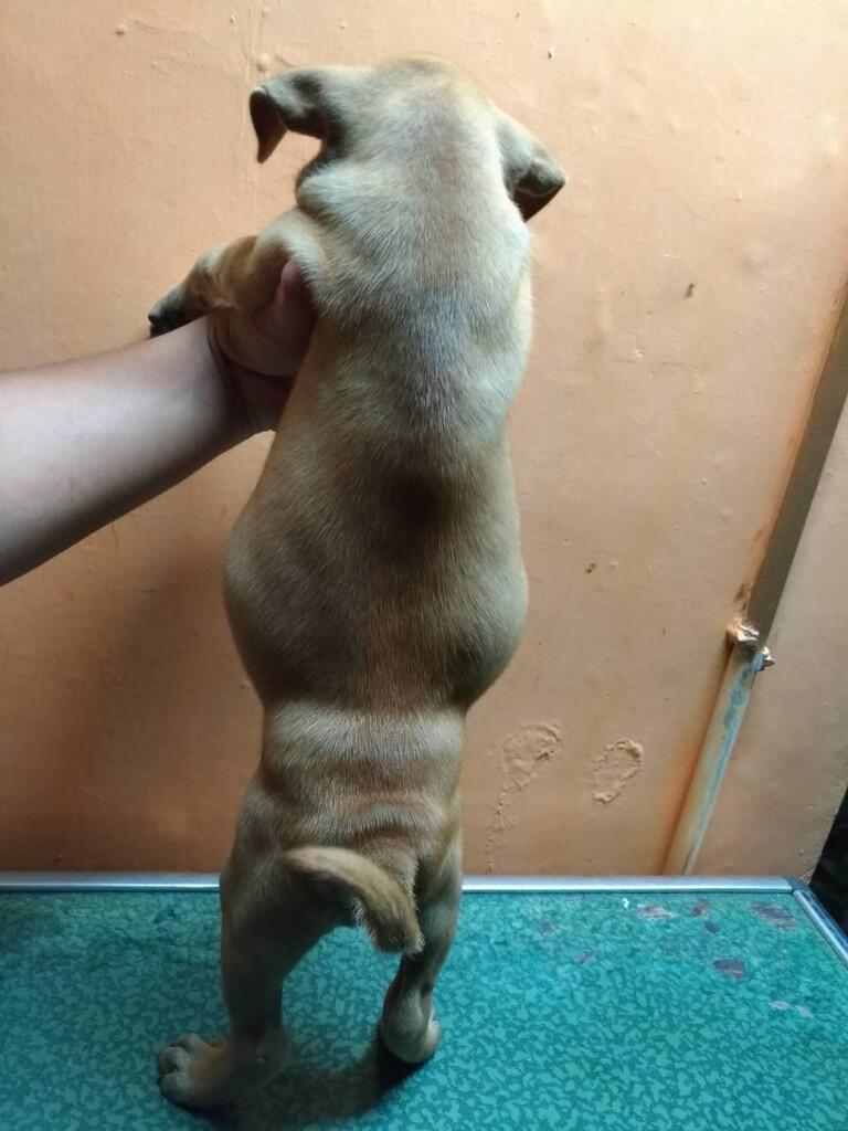 ANJING CAMPURAN JENIS APAKAH INI ?