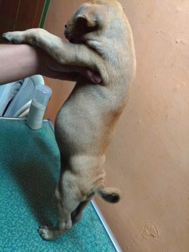 ANJING CAMPURAN JENIS APAKAH INI ?