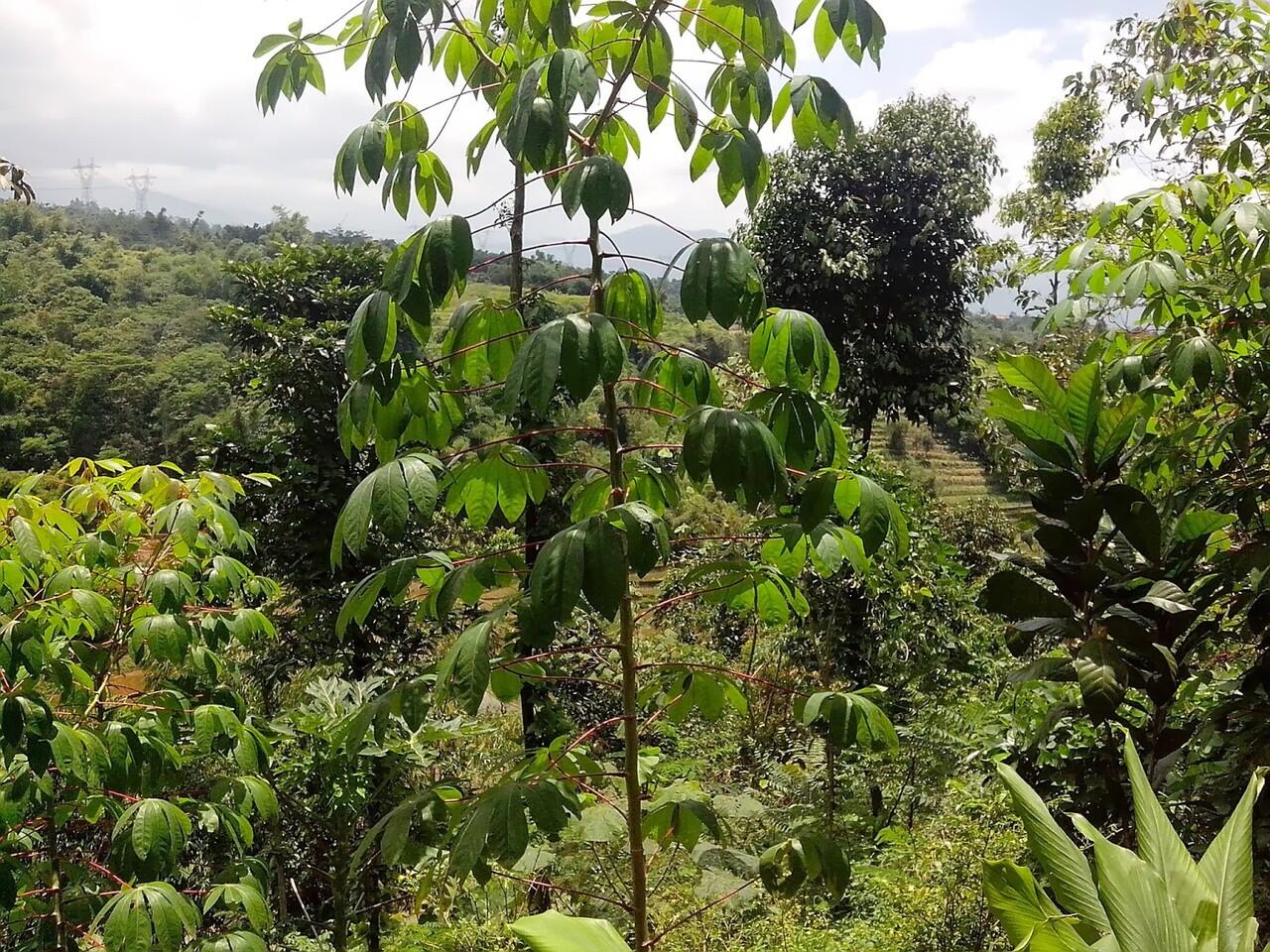 Pemandangan Alam Pegunungan Arjasari