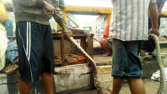 2 Ekor Ular Sanca yang Ditangkap saat Banjir di Jatinegara Dilego Rp 200 Ribu