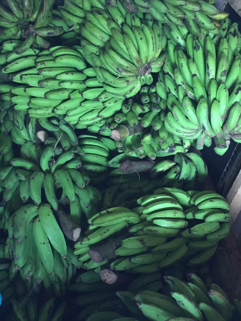 dicari penampung pisang jakarta dan sekitarnya