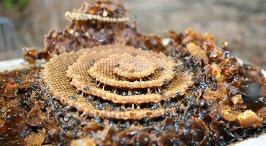 Warbyasah, Ada Lebah Australia Membangun Sarangnya Beda Seperti Ini