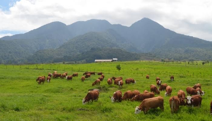 Sapi Import Dari Berbagai Negara Yang Di Kembang Biakkan Di Indonesia Part 1