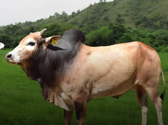 Gambar Karapan Sapi Hitam Putih - Ani Gambar