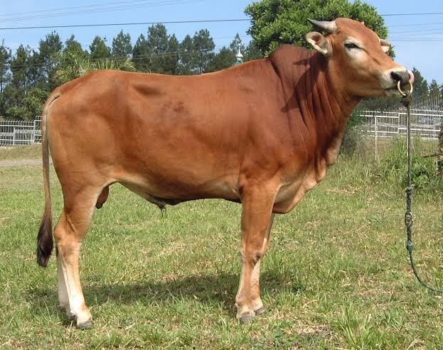 Jenis Sapi Asli Indonesia