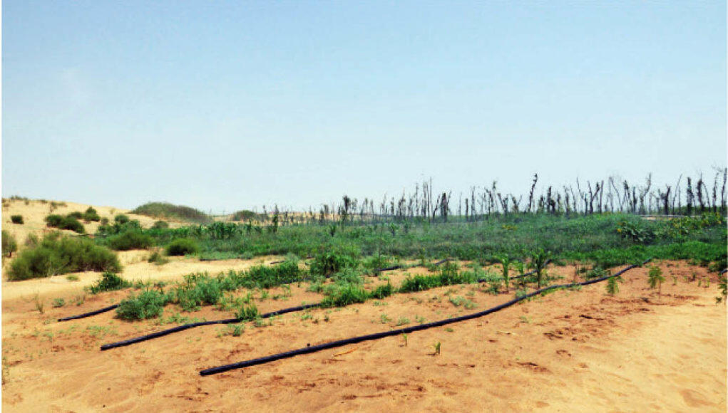 Bertanam di Gurun Pasir