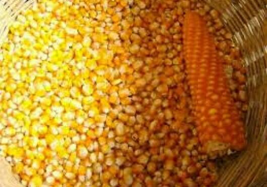 Impor Jagung Dinilai Akan Merugikan Petani
