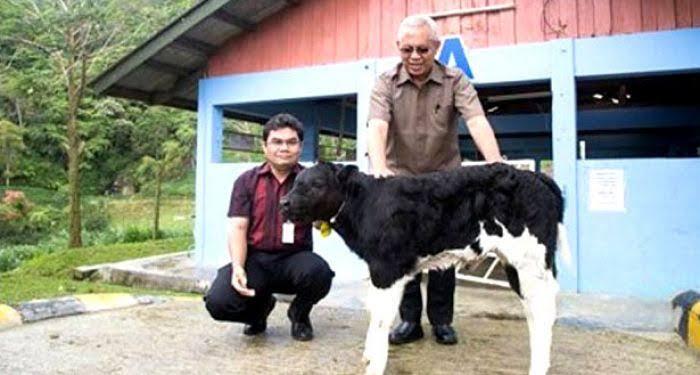 Sapi Import Dari Berbagai Negara Yang Di Kembang Biakkan Di Indonesia Part 2