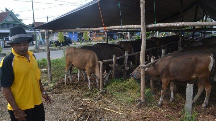 Dengan Cara ini, Peternak Sapi Diklaim Diuntungkan Lho