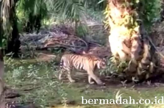 Harimau Penerkam Jumiati tak Tertarik Sama Kambing dan Babi