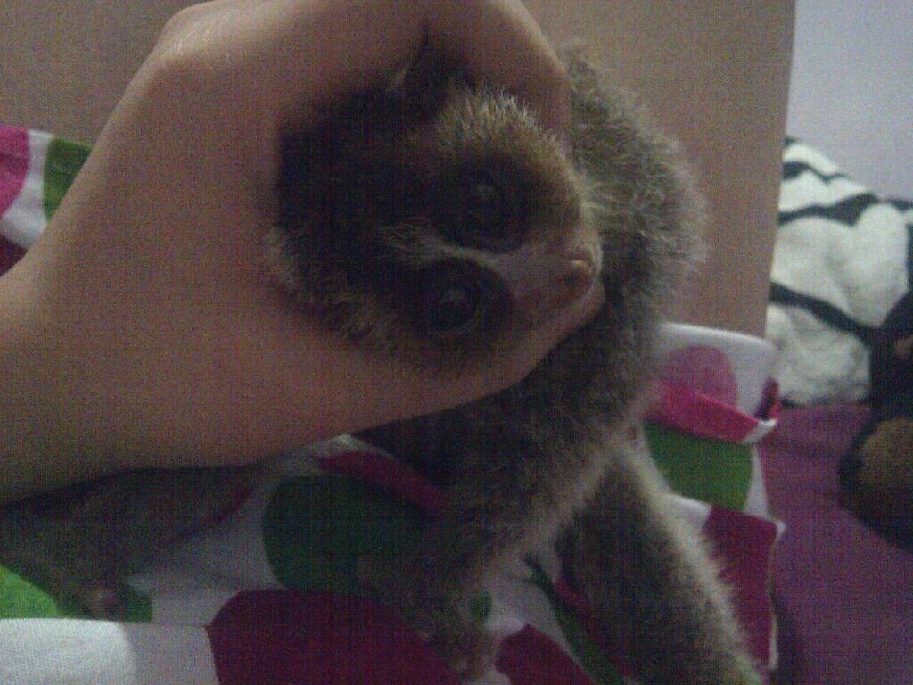 JANGAN PELIHARA SLOW LORIS GAN! Saya aja kapok :&quot;(