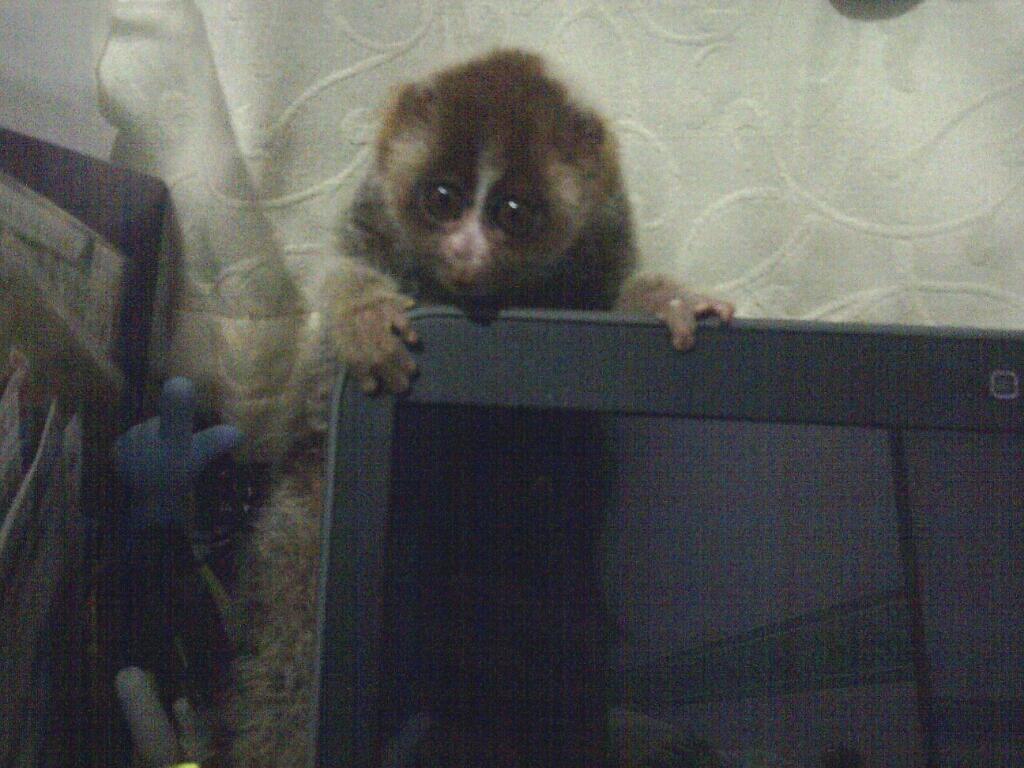 JANGAN PELIHARA SLOW LORIS GAN! Saya aja kapok :&quot;(