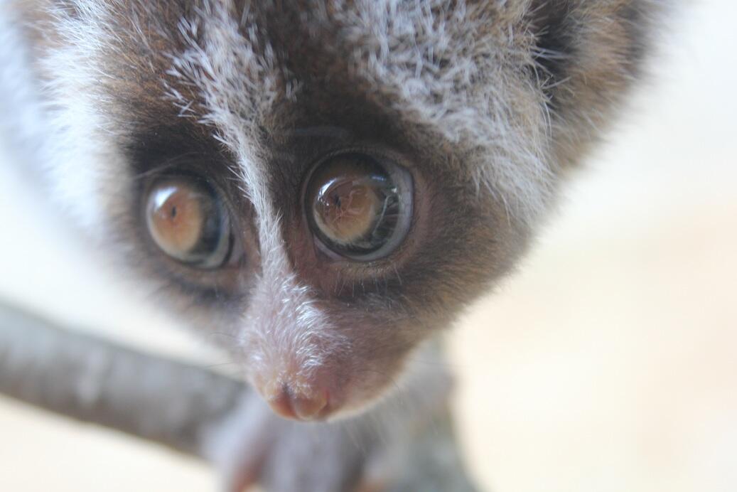 JANGAN PELIHARA SLOW LORIS GAN! Saya aja kapok :&quot;(