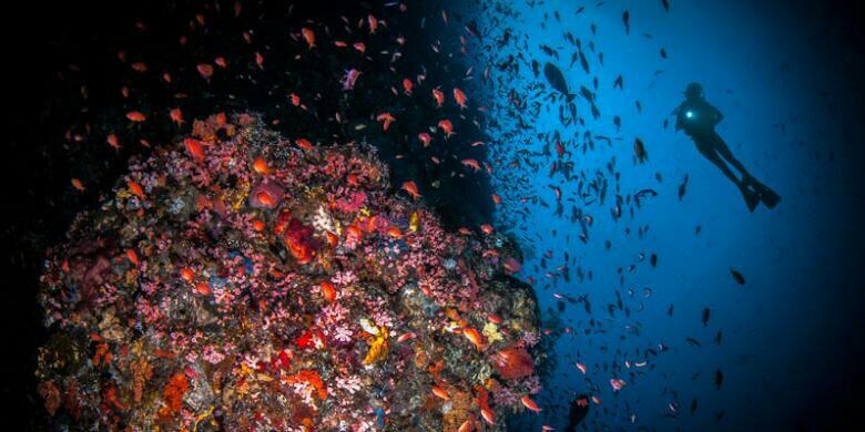 Usai ke Raja Ampat, Ini Penuturan Perempuan Perancis...