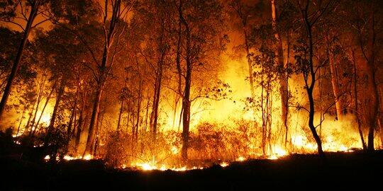 Helikopter Sinarmas dikerahkan padamkan 135 Ha lahan terbakar di Riau