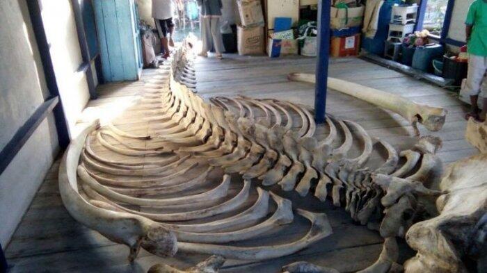 46+ Gambar Kerangka Hewan Ikan HD Terbaik