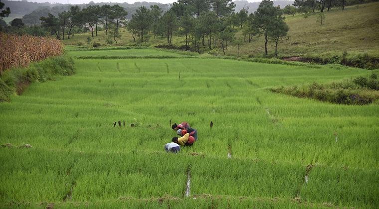 Kategori Orang Sukses Di Mata Masyarakat Pedesaan