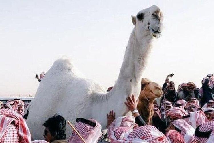 Unta Termahal di Arab Saudi Mati Usai Melahirkan
