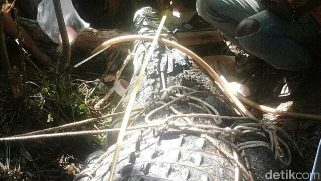 Sempat Dicegah Warga, Buaya 600 Kg di Aceh Timur Berhasil Dievakuasi