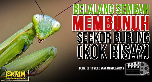 Video Detik-Detik Belalang Sembah Membunuh Seekor Burung (Kok Bisa?)