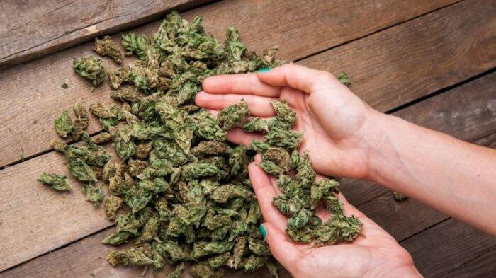 Ternyata di Negara ini Pemakaian Ganja 'Santai' Gan!
