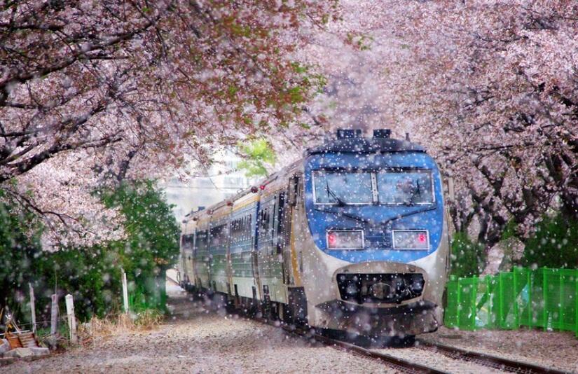 Nembak Han Yoo Ra Ditengah Romantisme Hamparan Bunga Sakura Jinhae ?