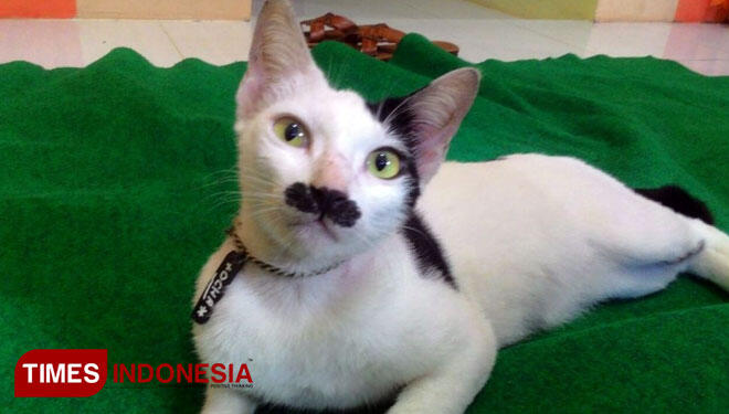 Lucunya Kucing Berkumis Alasmalang mirip charly chaplin