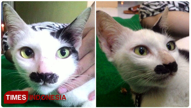 Lucunya Kucing Berkumis Alasmalang mirip charly chaplin