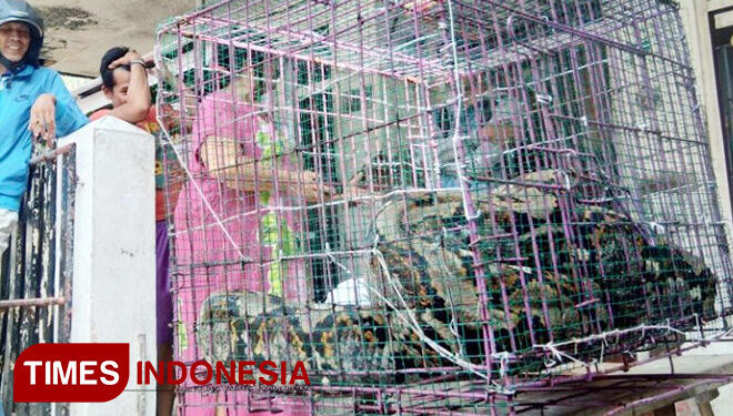 Ular Piton Raksasa Tertangkap Warga di probolinggo
