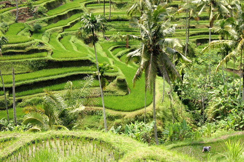 10 Destinasi Wisata Indonesia Paling Populer Untuk Turis Mancanegara