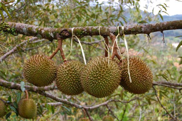 7 Cara Tepat Memilih Durian yang Manis dan Nikmat