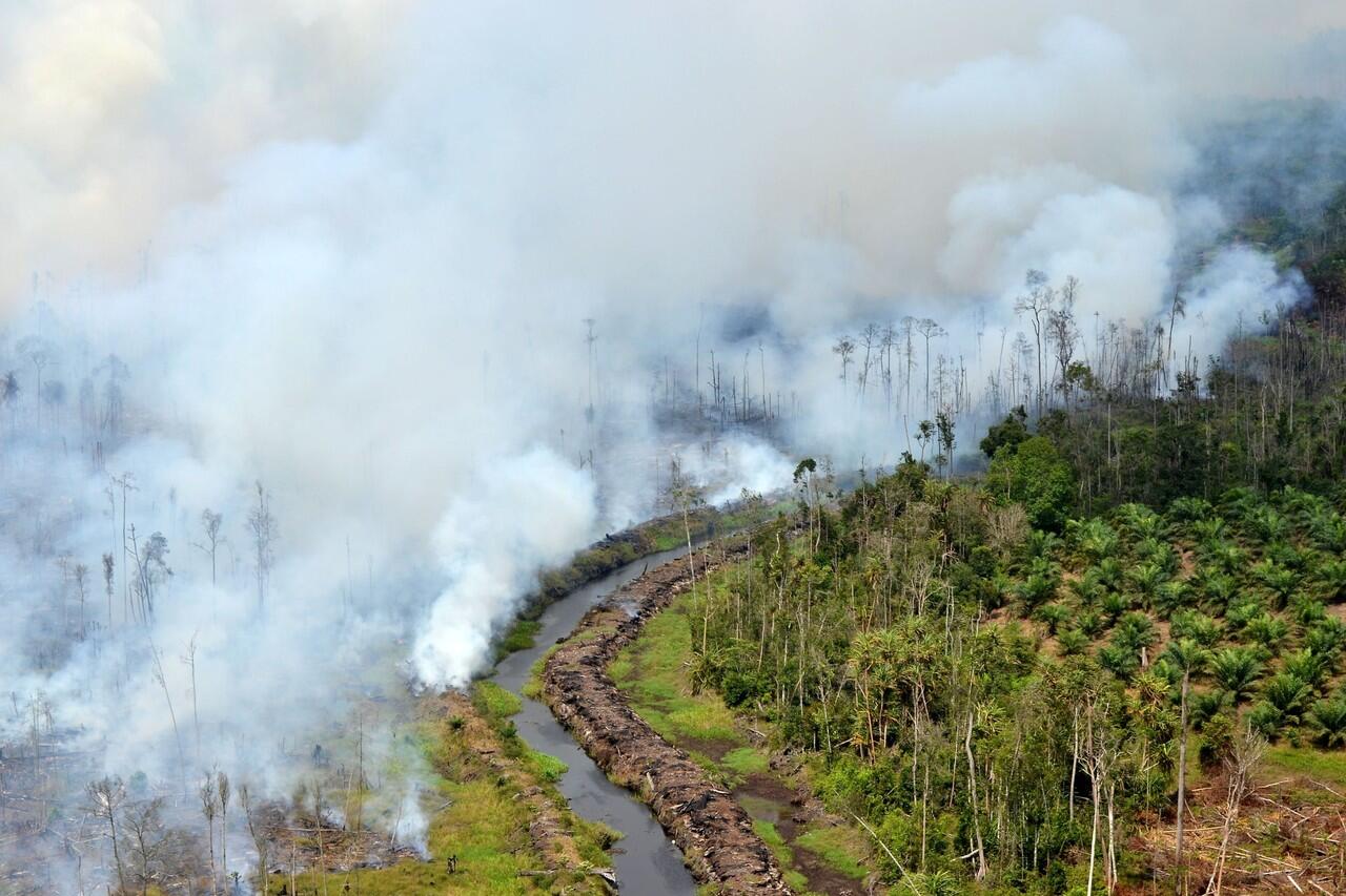 4 Provinsi Tetapkan Siaga Darurat Kebakaran Hutan