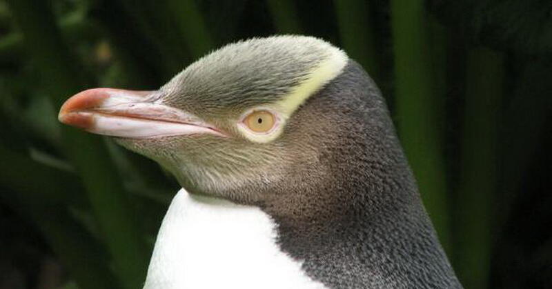 Yuk Lihat Penguin di Habitat Aslinya