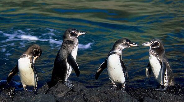 Yuk Lihat Penguin di Habitat Aslinya