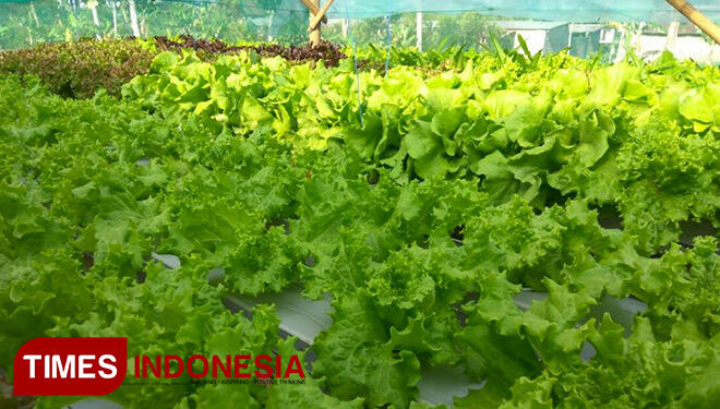 Petani Muda Jaman Now, Sekolah S2 dan Melek Medsos
