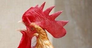 Ayam dan Kura-kura