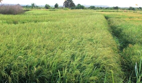Air Sukses versi Petambak Ikan Urang Banjar