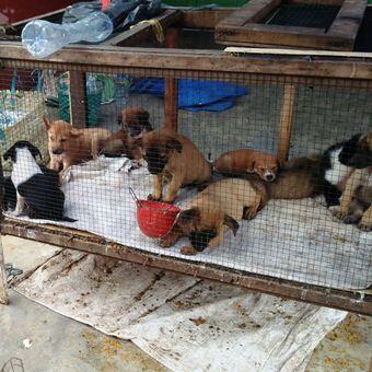 Perjalanan Daging Anjing di Medan, dari Pasar hingga Piring Makan