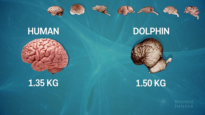 Perbandingan Ukurang Otak Manusia Dengan Mamalia Lainnya